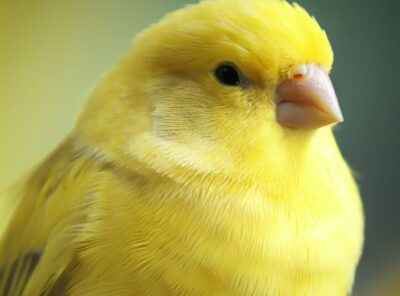The History and Breeds of Domestic Canaries