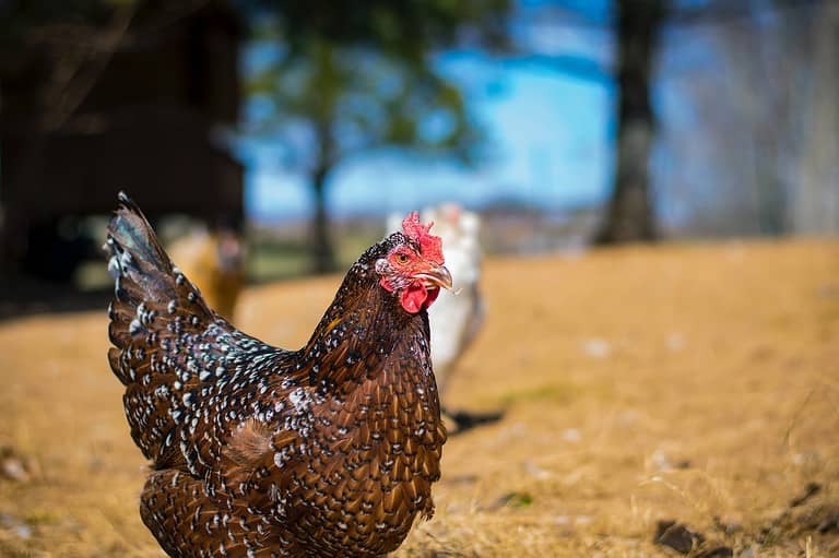 Overview to Hen Farming Laws and Fowl Farming Regulation