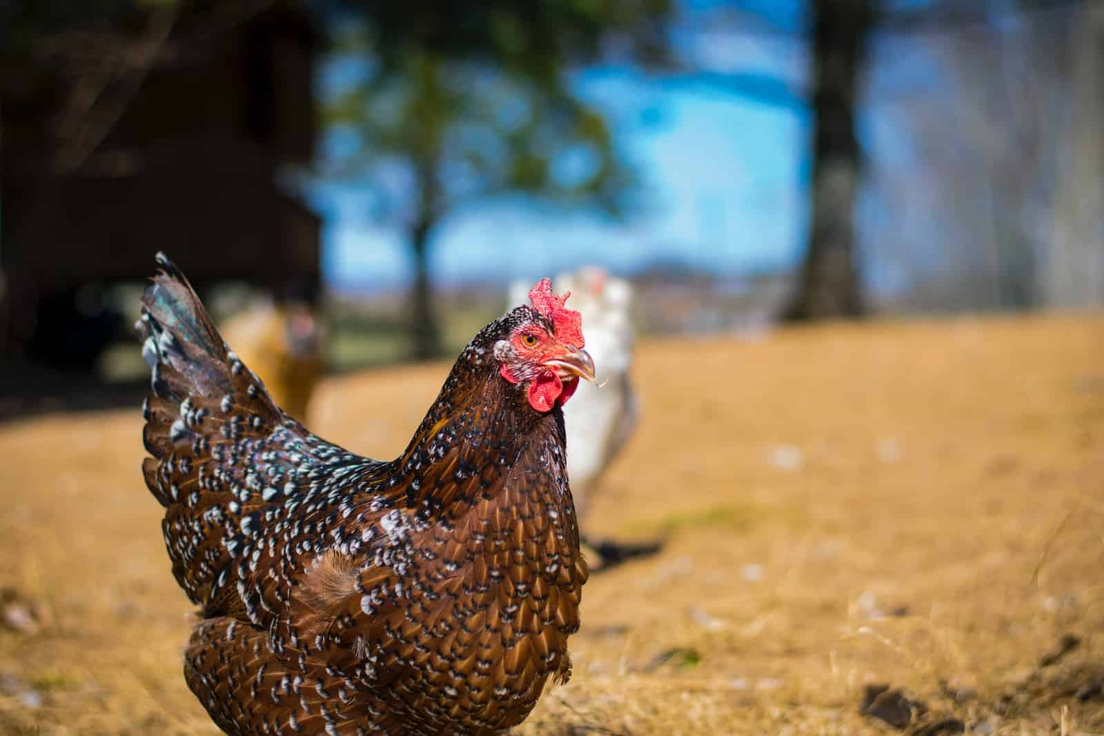 The Importance of Compliance in Poultry Farming