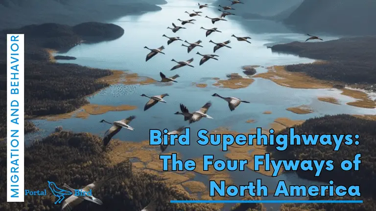 Bird Superhighways: The 4 Flyways of The United States And Canada