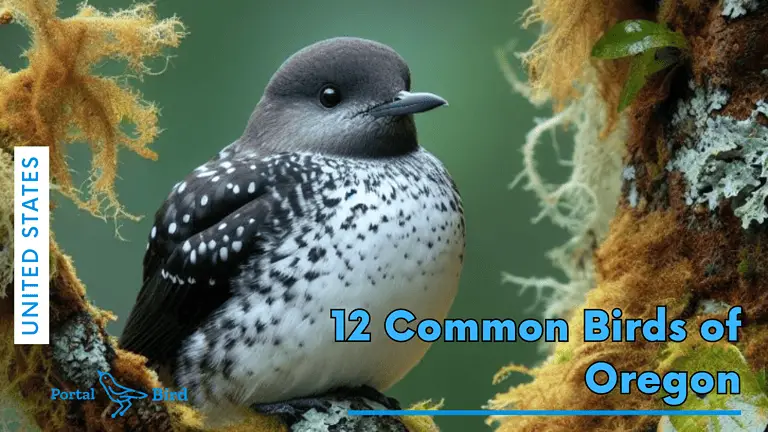 12 Typical Birds of Oregon