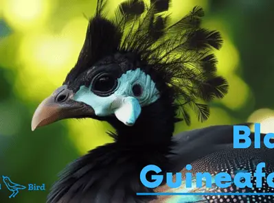 Black Guineafowl