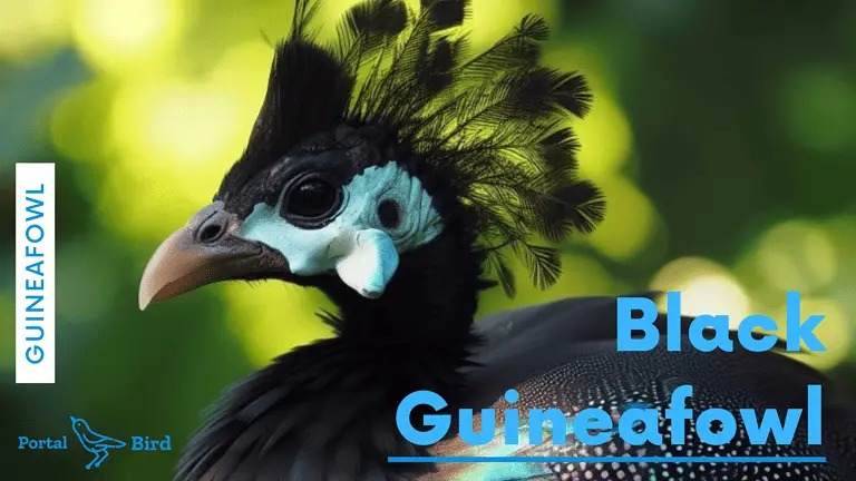 Black Guineafowl