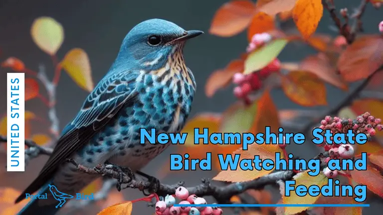 New Hampshire State Bird Watching and Feeding