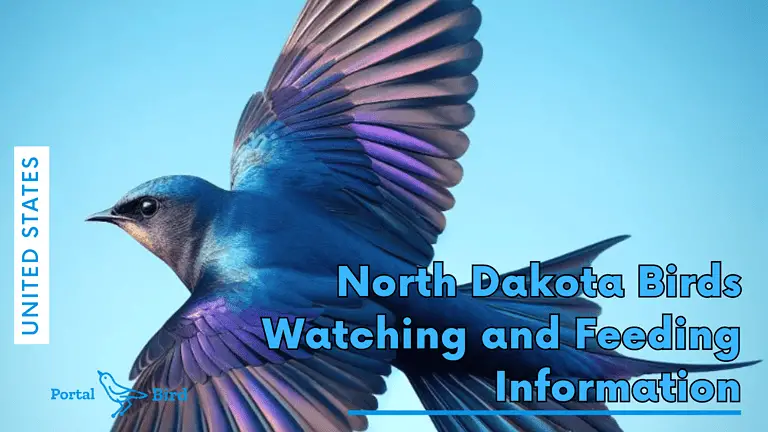 North Dakota Birds – Watching and Feeding Information
