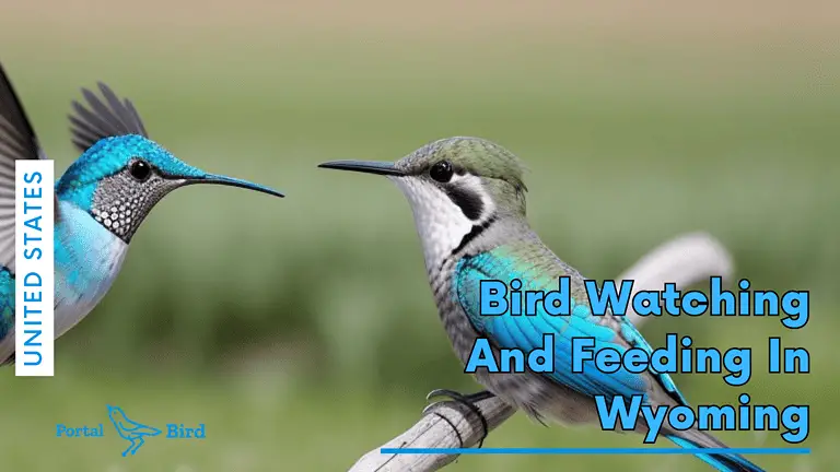 Bird Watching and Feeding in Wyoming