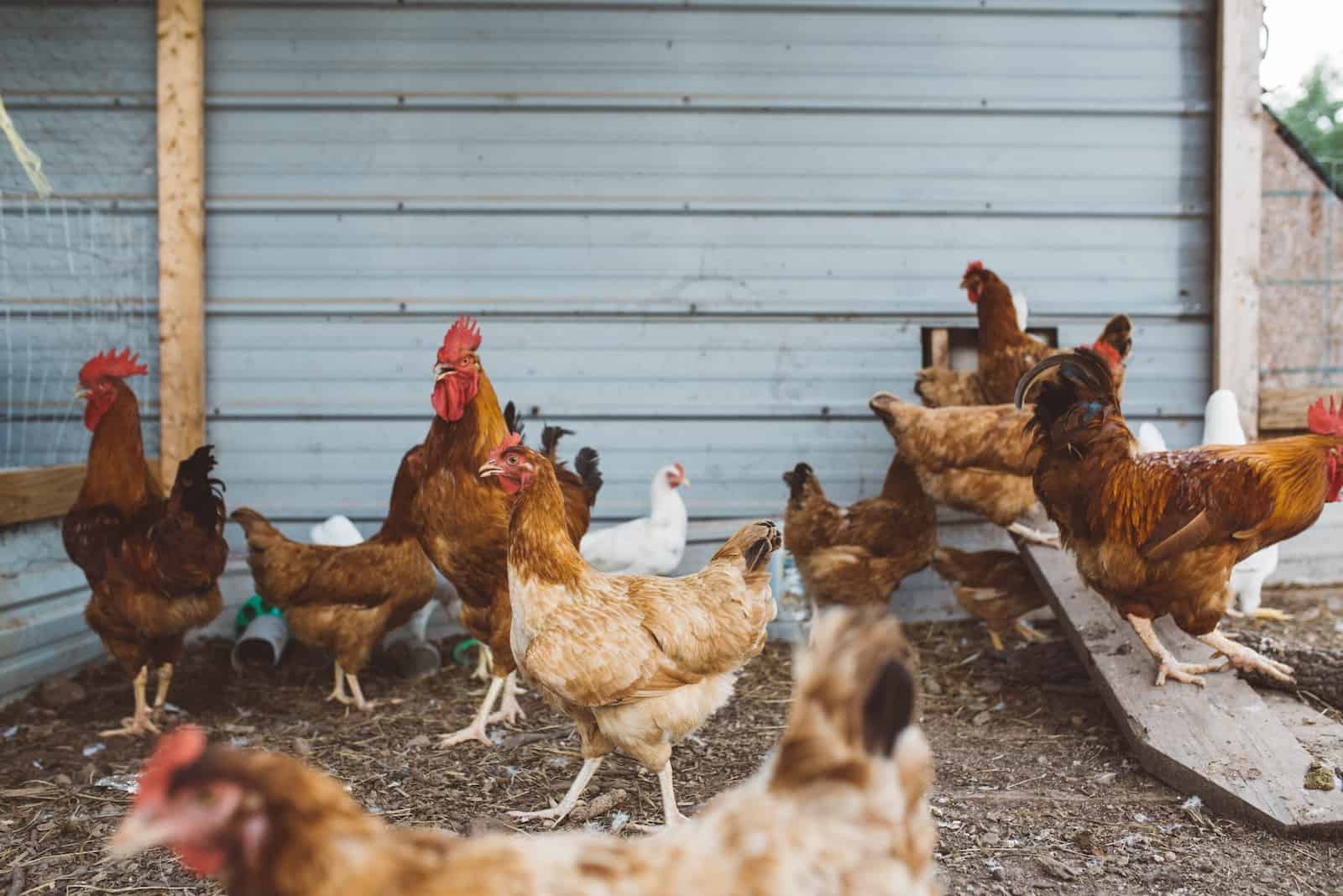 Chicken Farm Record Management
