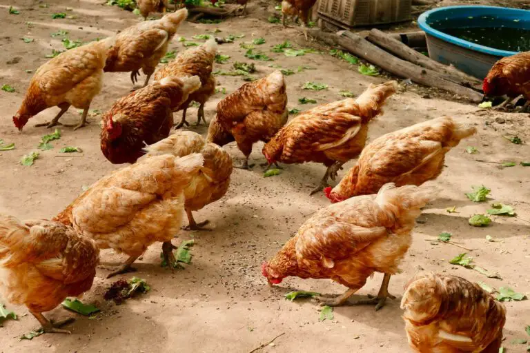 The Advantages of Free-Range Chicken Farming