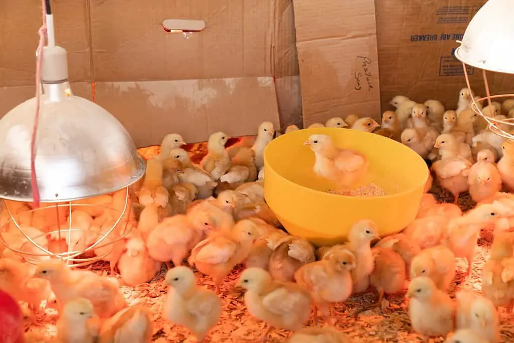 Selecting the Right Brooder for Your Chicks