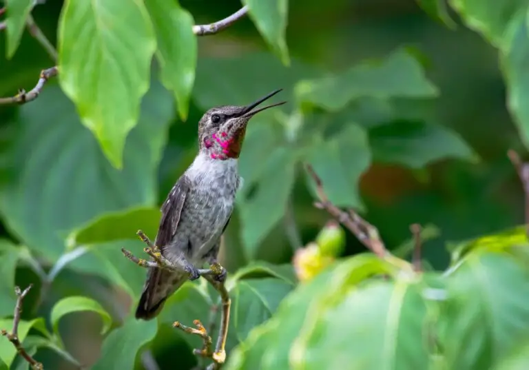 Why Do Hummingbirds Chirp? 5 Exceptional Elements!