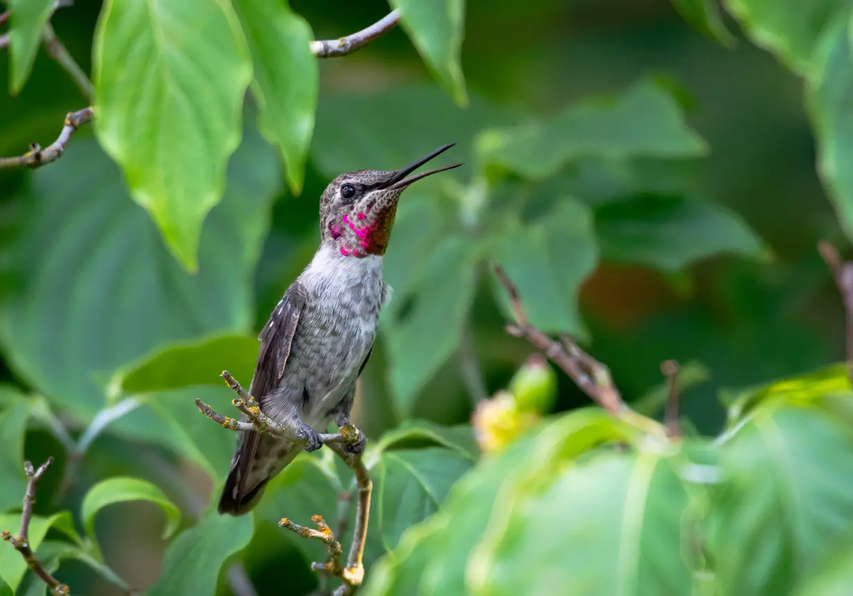 why do hummingbirds chirp