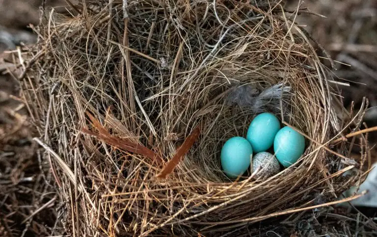 Why Do Birds Lay Eggs In Different Various Other Birds’ Nests?