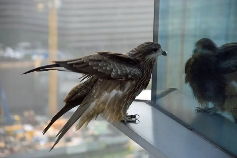 Why Do Birds Fly Into Windows? Variables and Simply Exactly How to Help