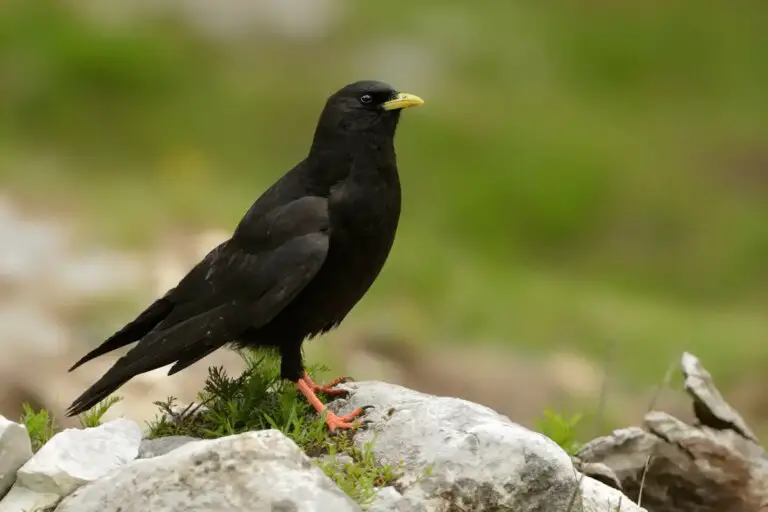 12 Black Birds with Yellow Beaks