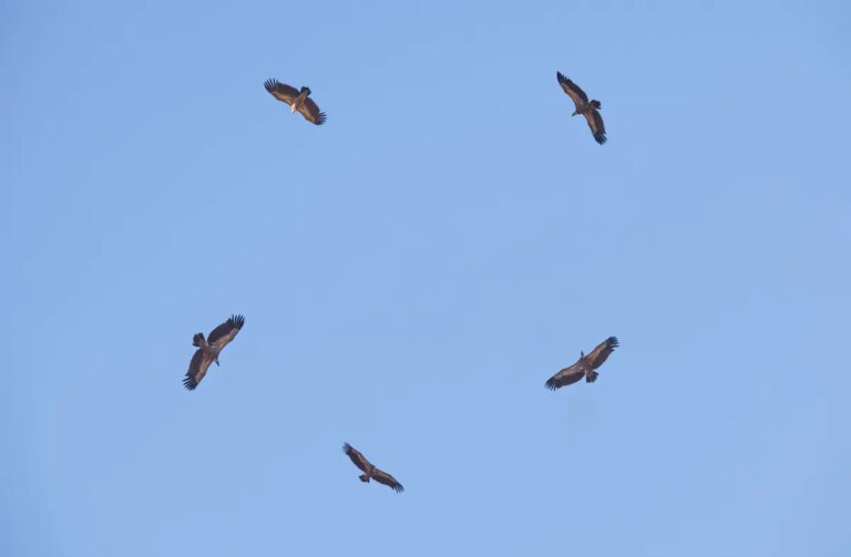 Why Birds Fly in Circles? (6 Elements)