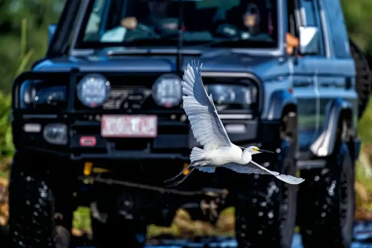 Why Do Birds Fly Prior To Cars And Trucks? Variables and Statistics