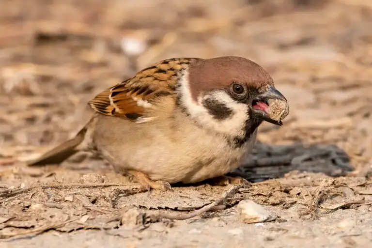 Why Do Birds Consume Rocks! Discover Gastroliths!