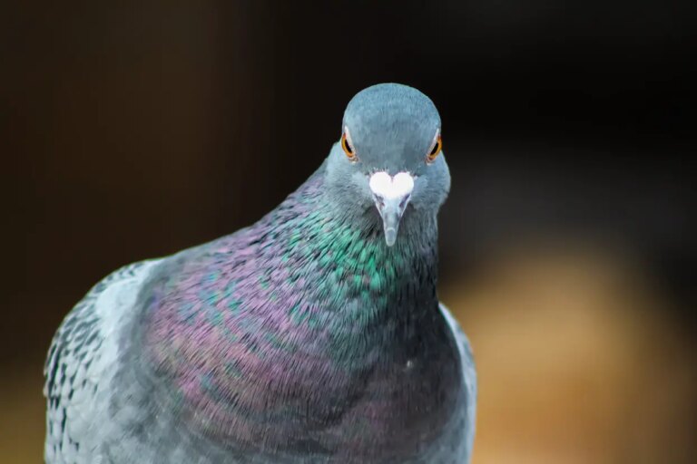 Why Do Pigeons Bob Their Heads? Habits Discussed!