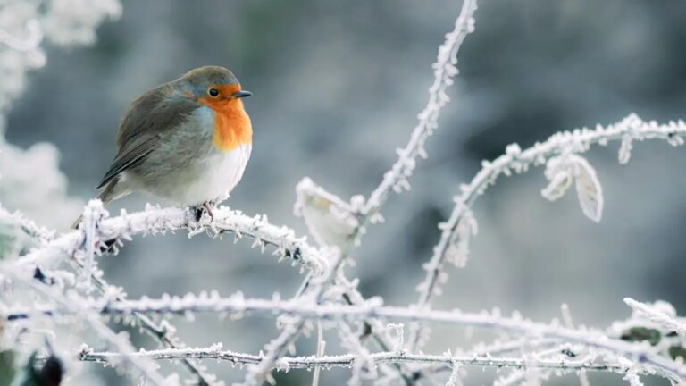 Why Are Robins Related To Xmas?