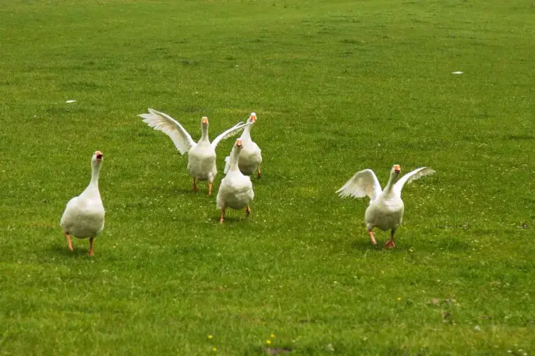 4 Reason Why Are Geese Aggressive? Factors, Indications, and Exactly How to Respond