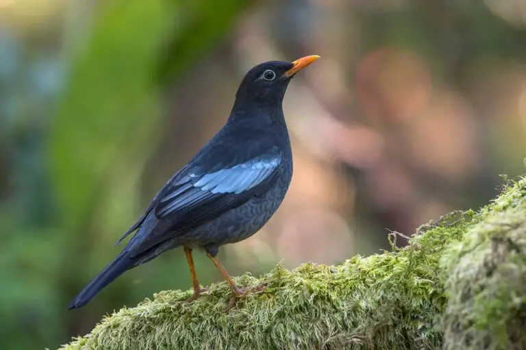 9 Impressive Black Birds with Orange Beaks