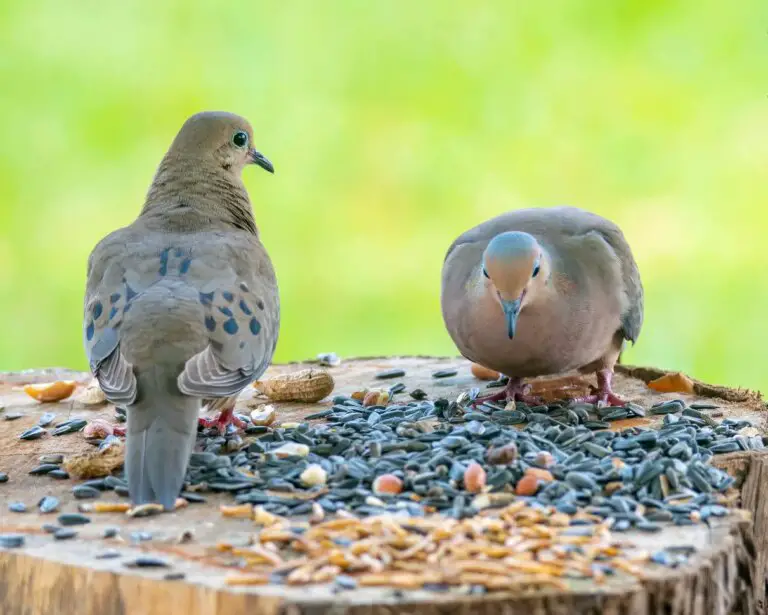 What Do Regreting Doves Take In?