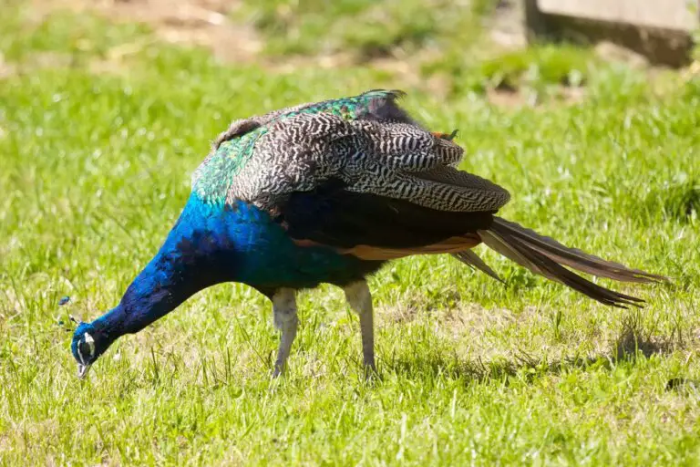 What Do Peacocks Consume?