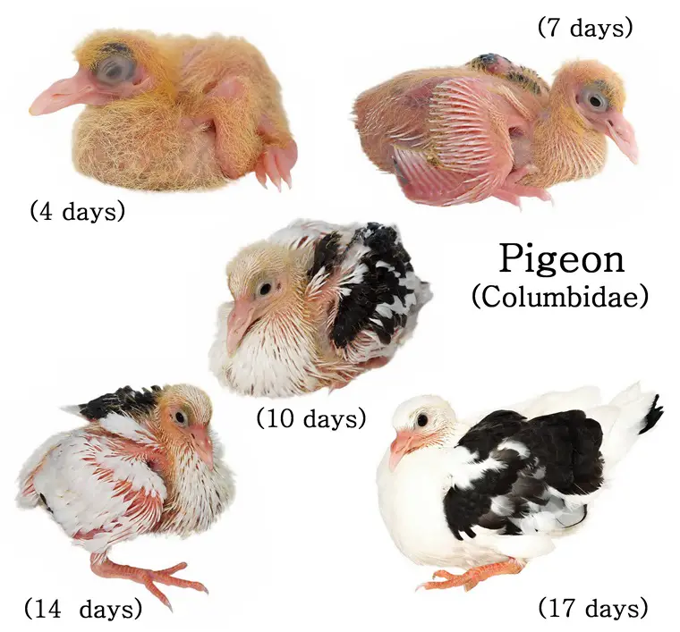 baby pigeon life cycle