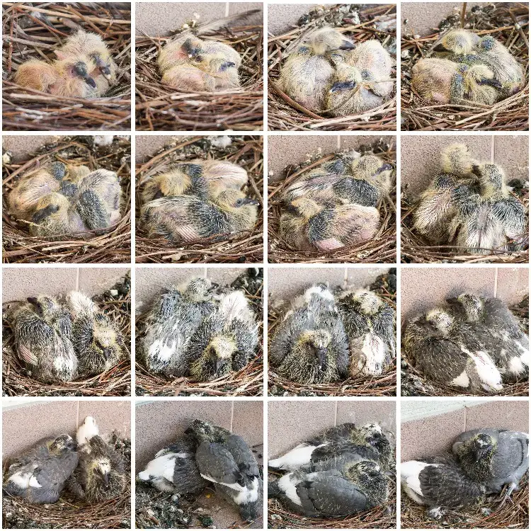 baby pigeons growth stages