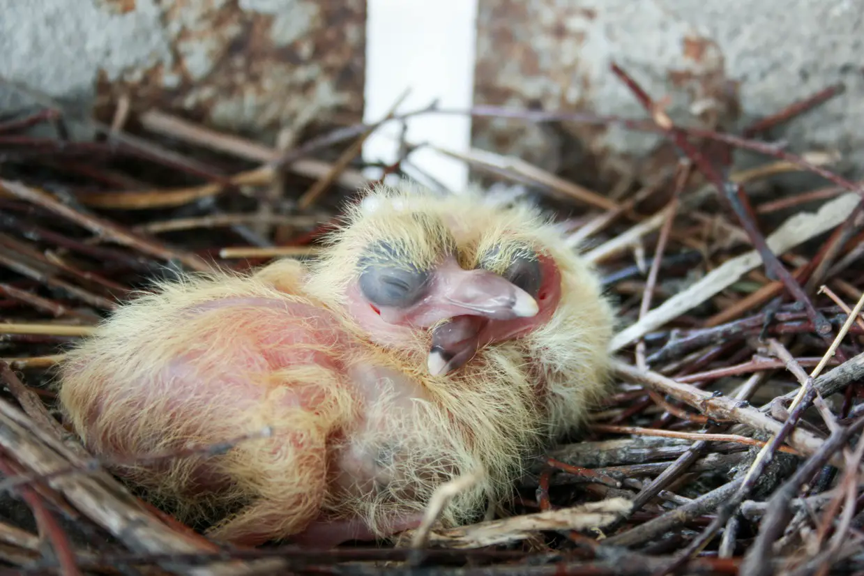 Baby pigeons in a nest
