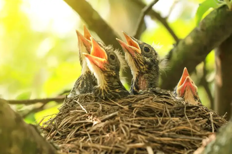 When Do Infant Birds Leave the Nest? Whatever Described!