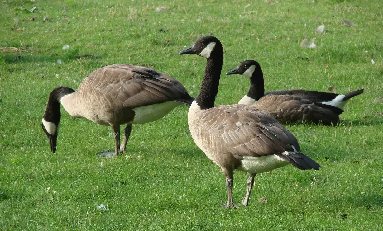 what do geese eat