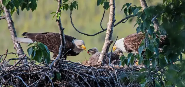 What Do Eagles Consume?