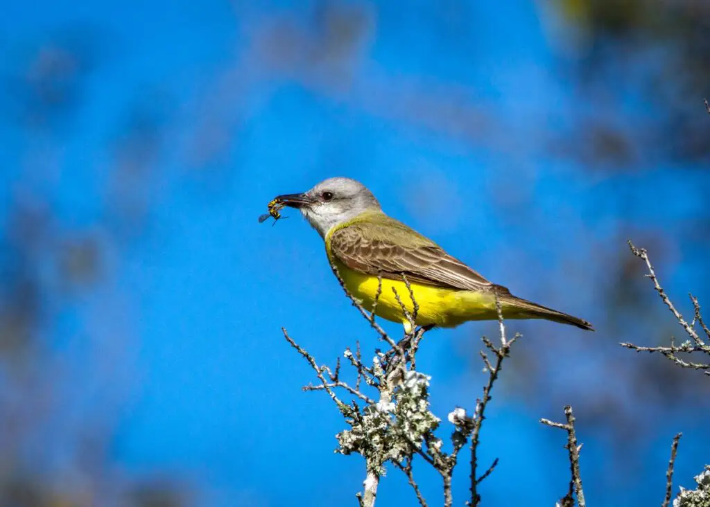 couch's kingbird eating bee