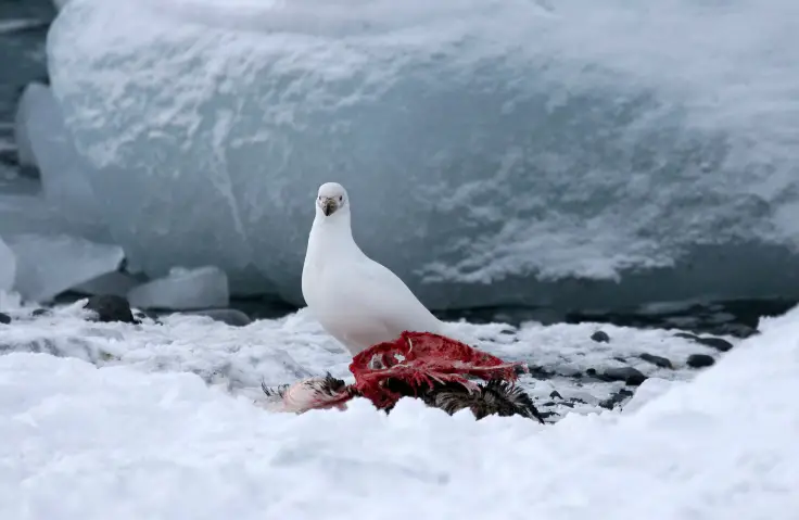 Snowy sheathbill eating a dead animal