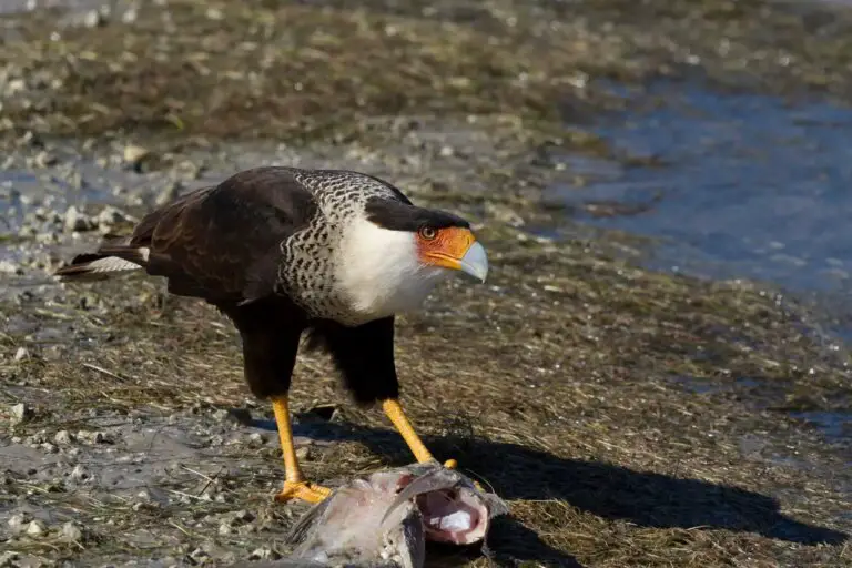 11 Birds That Consume Dead Animals