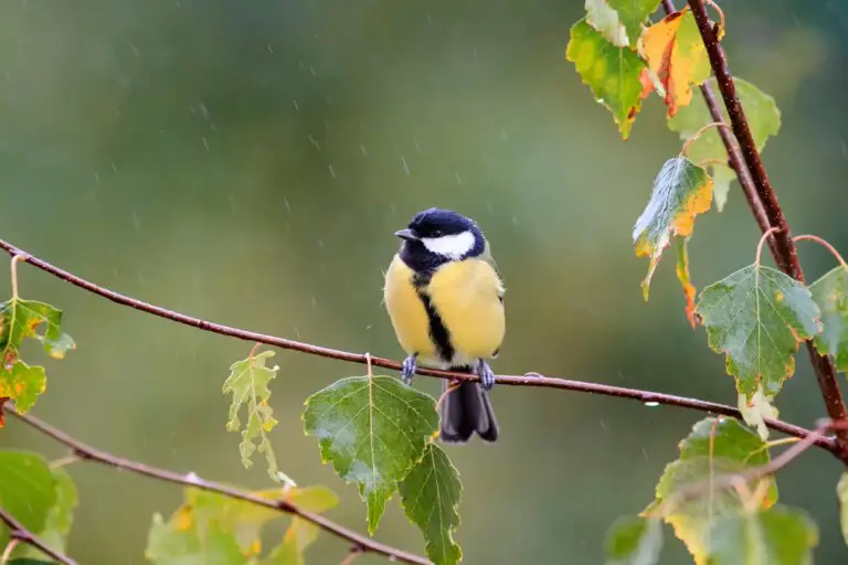 Where Do Birds Go When It Rainfalls or Snows?
