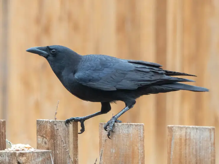 Exactly How to Maintain Crows Far From Bird Feeders?