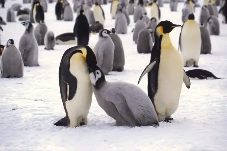 What Do Penguins Consume?