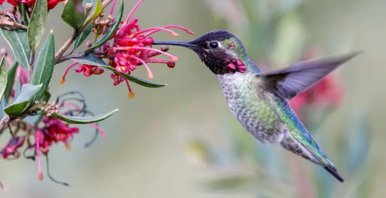 What Do Hummingbirds Consume?
