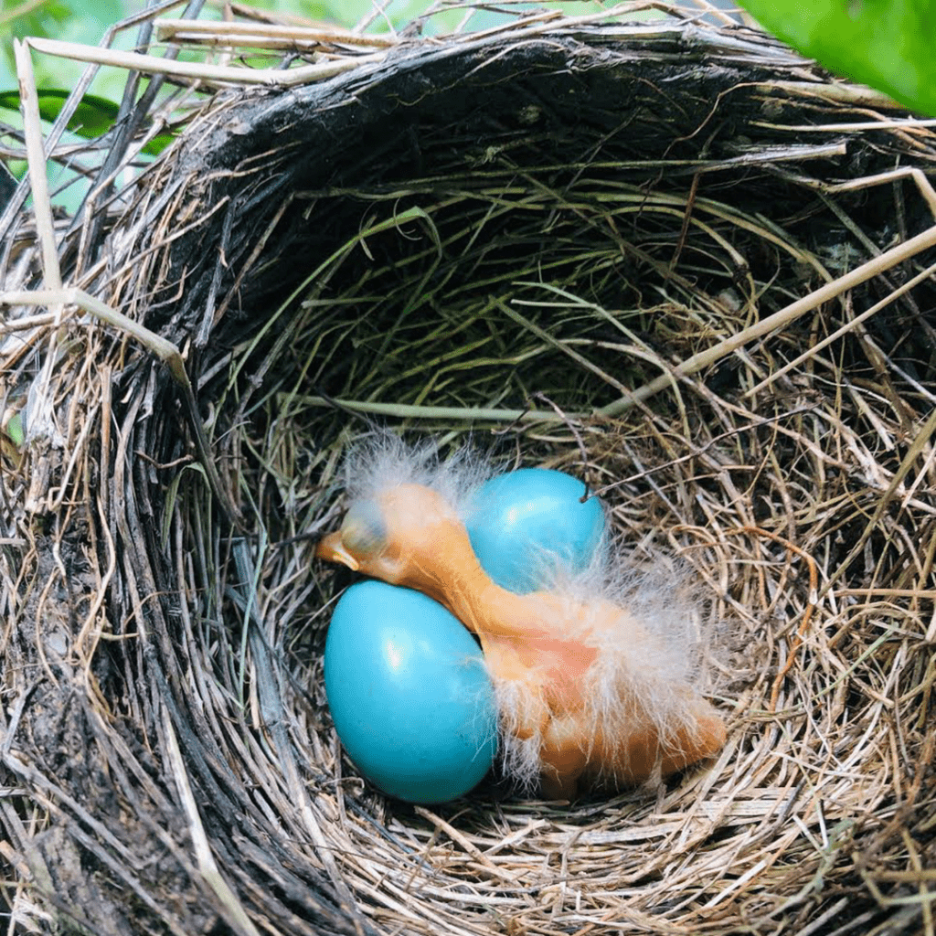 blue sparrow eggs in a nest with a baby chick