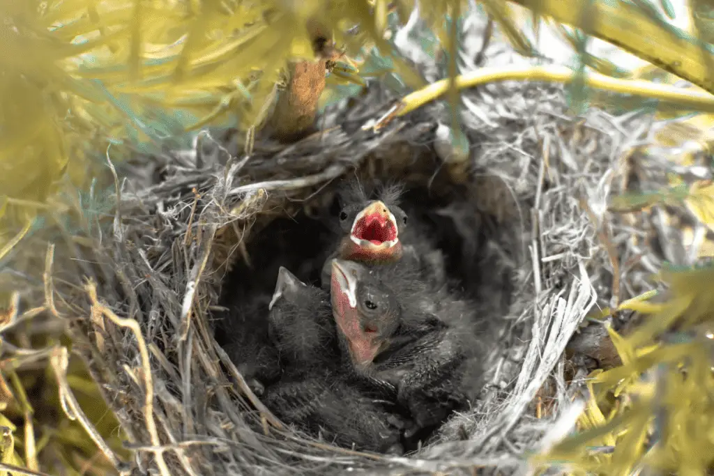 baby sparrows in a nest begging for food