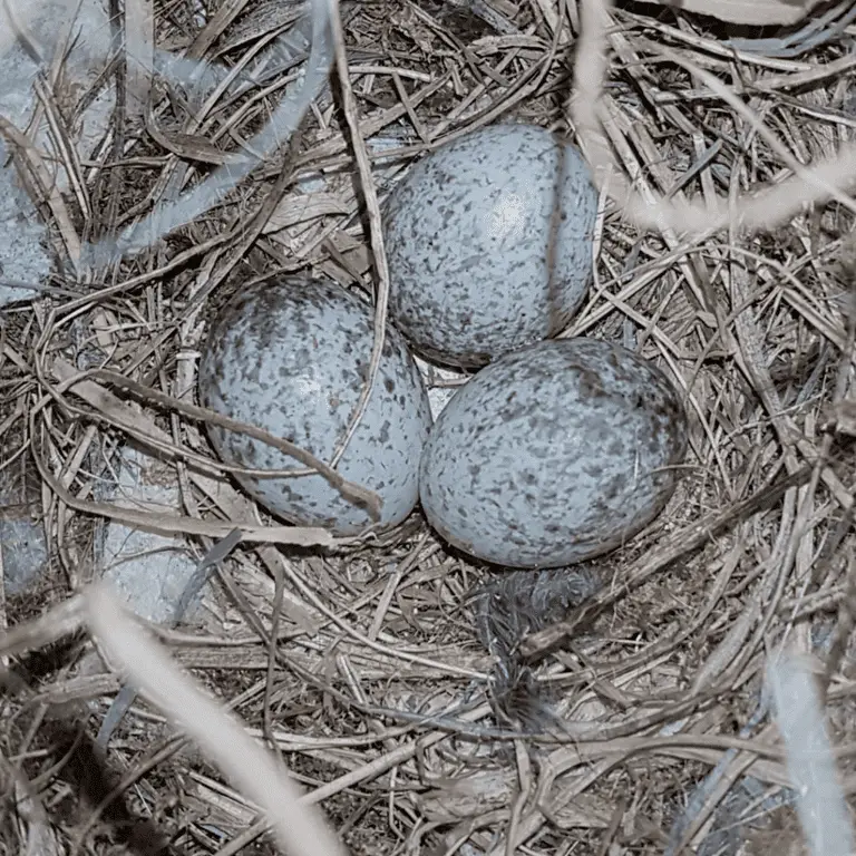 When Do Sparrows Lay Eggs?