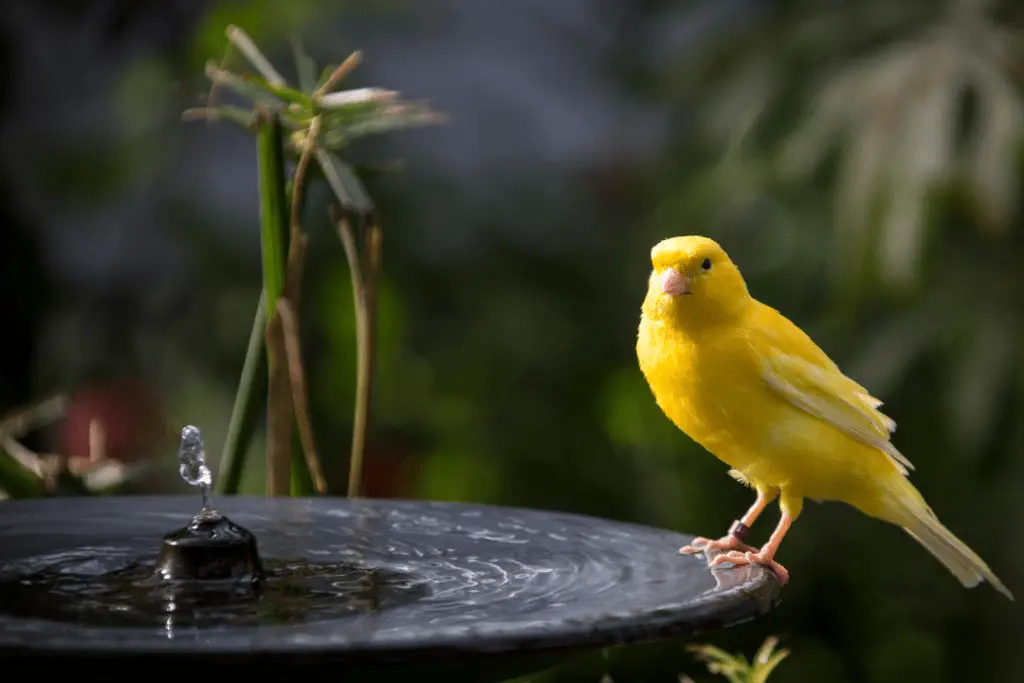 bird bath with yellow bird sitting on it