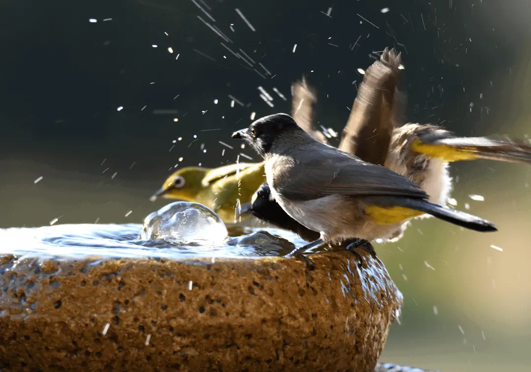 are heated bird baths safe