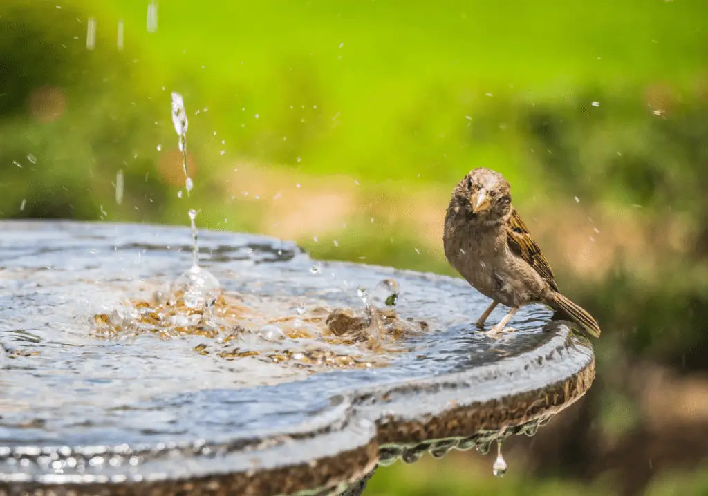 water movement in bird bath