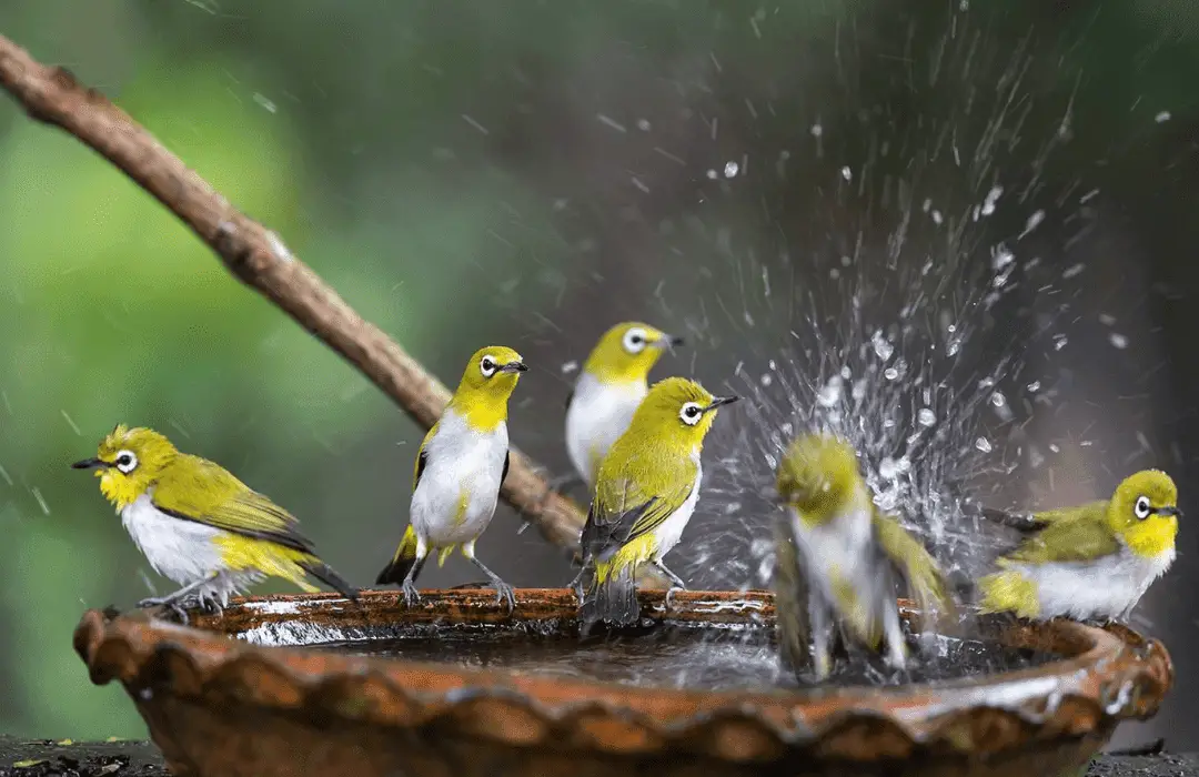 5 birds playing around in a bird bath