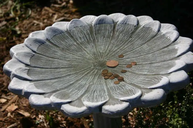 Copper Pennies in Bird Bath: Algae-Free Oasis for Your Feathered Friends