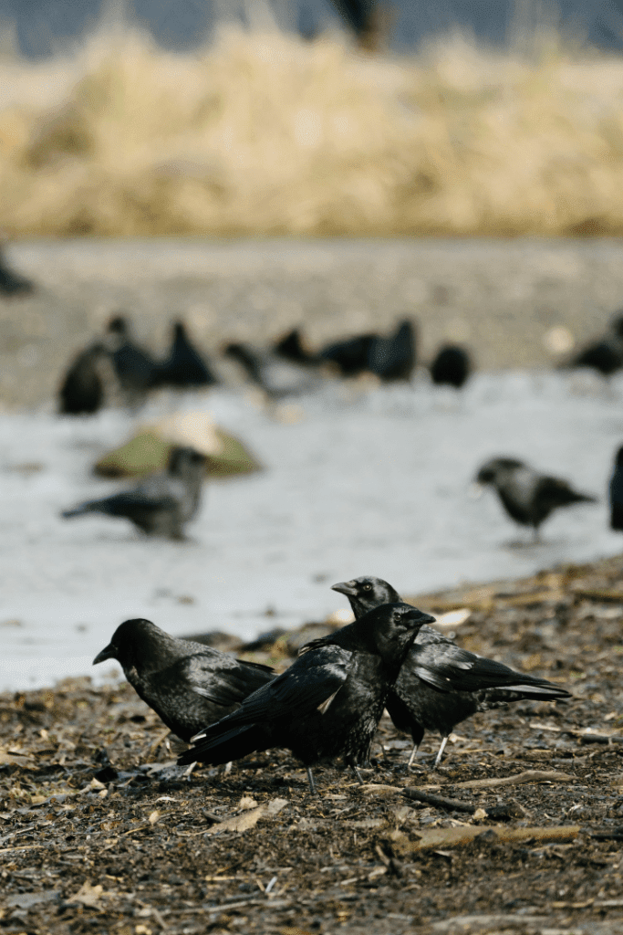 group of crows by lake
