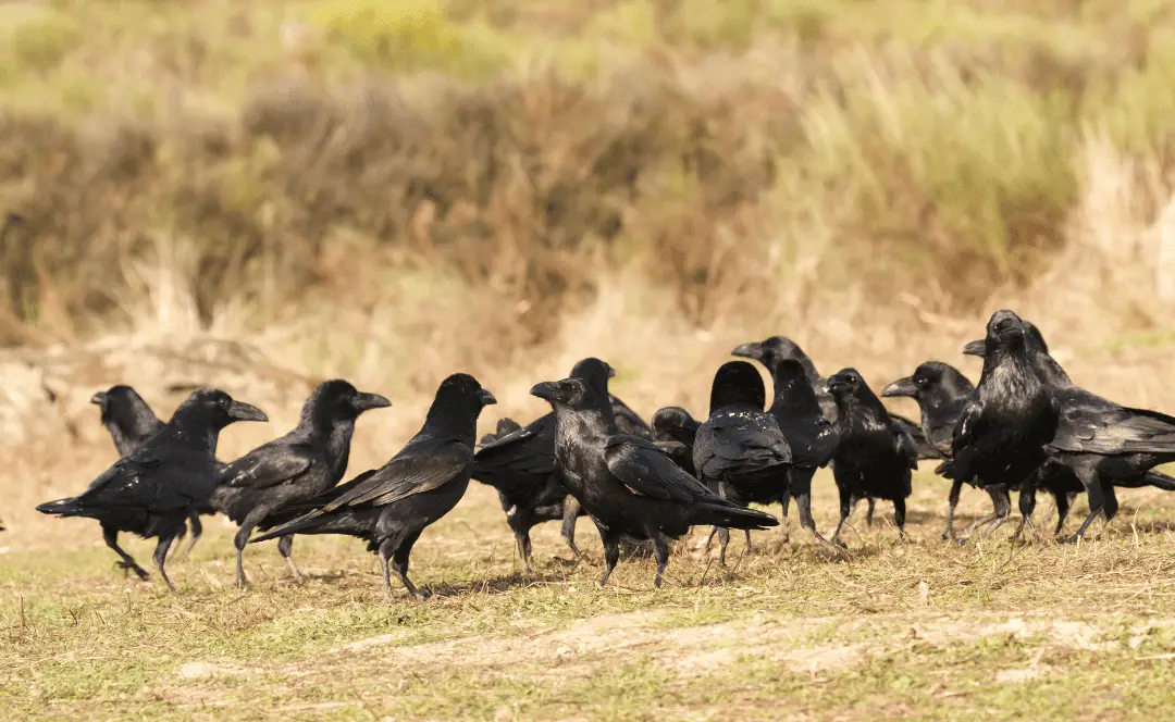 Why Do Crows Gather in Large Numbers?